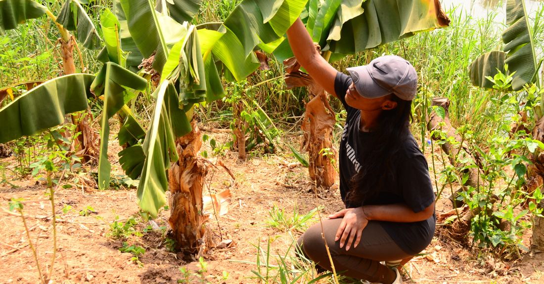 My Story by Founder Victoria Omobuwajo: Why I Set Out to Source Plantain from Nigeria